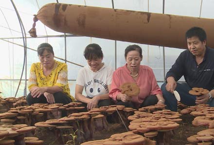 平泉市 食用菌產業