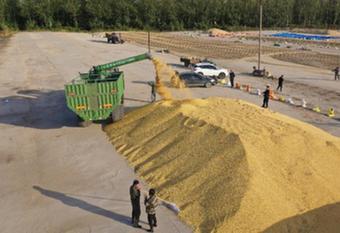 國產大豆變“金豆” 謹防后市“轉冷”