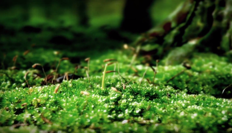 專題片《發現承德之美》——綠水青山守護人