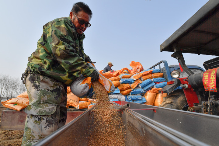 “三無”麥種亂象調查后續:安徽排查“三無”麥種8.6萬余公斤 已立案32起