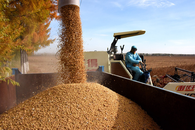 大豆擴種有喜有憂:政策引導增信心 價格波動存顧慮