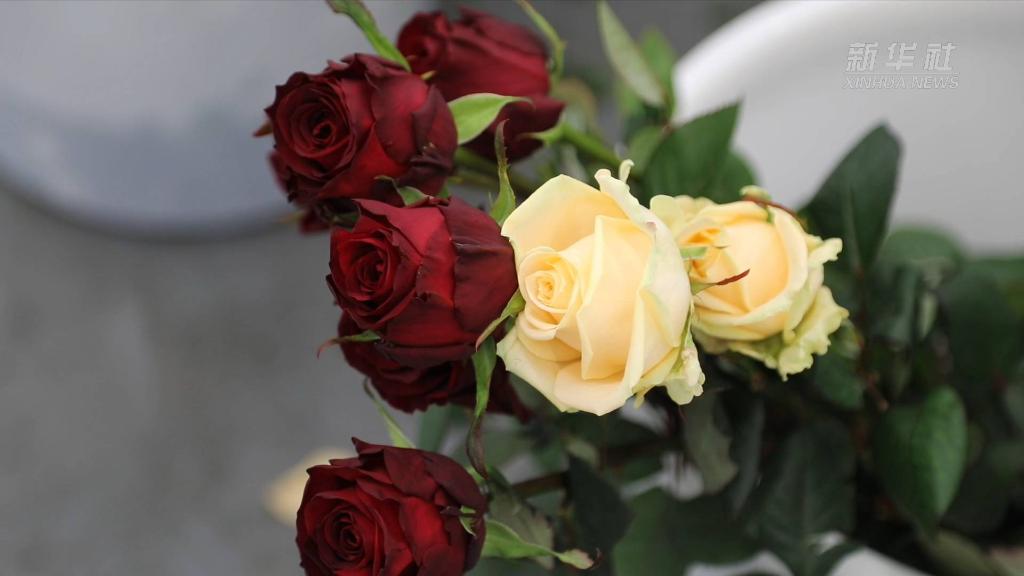 新春走基層 | 甘肅臨夏：家門口的玫瑰工廠里，她們干勁滿滿！