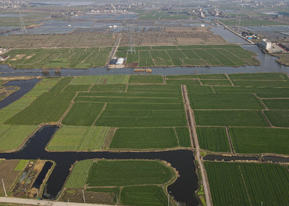 小塊耕地“化零為整” 種糧降本又增效