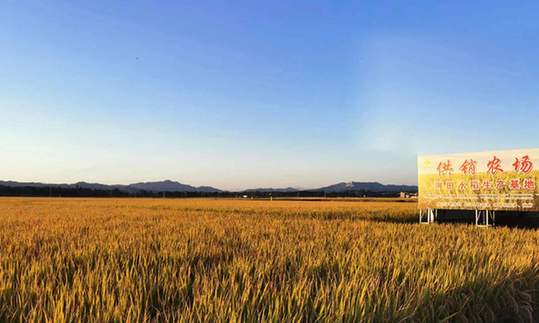 集中土地生產 農民增收種糧增效