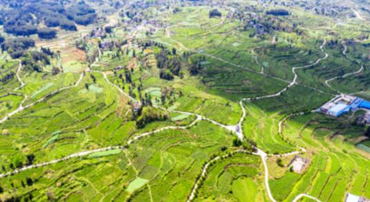 貴州省石阡縣：“三力”齊發 激活村級集體經濟“動力源”