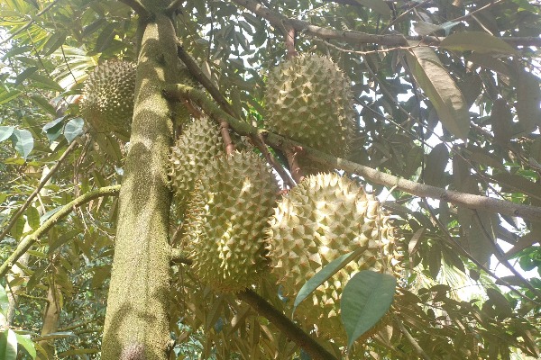 國產榴蓮嶄露頭角　“榴蓮自由”更近了嗎？