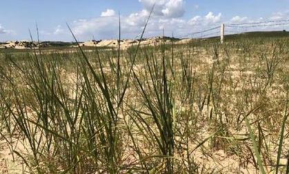 “草原水塔”蓄水力下降 四成以上湖泊消失