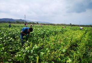 海南部分地區農產品滯銷 破解困局須做好產銷對接