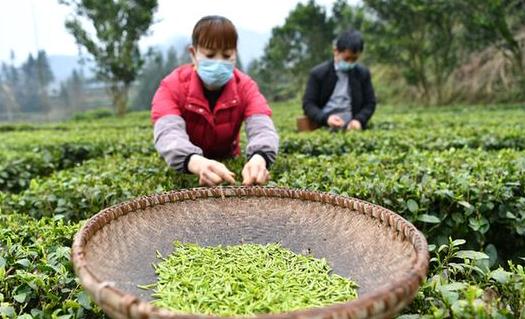 350家農業經營主體調查:春耕生產遭遇“三難”